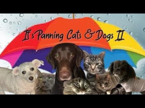 It’s Panning Cats & Dogs || INTRO || #panningpetspp #pantasticladiescollab #projectpan