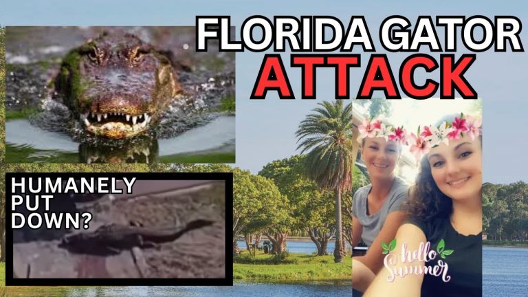 Watch: Deadly Alligator Attack In Florida – Is Shooting The Alligator Really Humane?