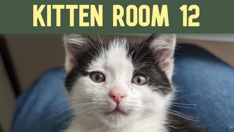 Kitten Room 12: Night 38 – 3 Mamas and 9 kittens