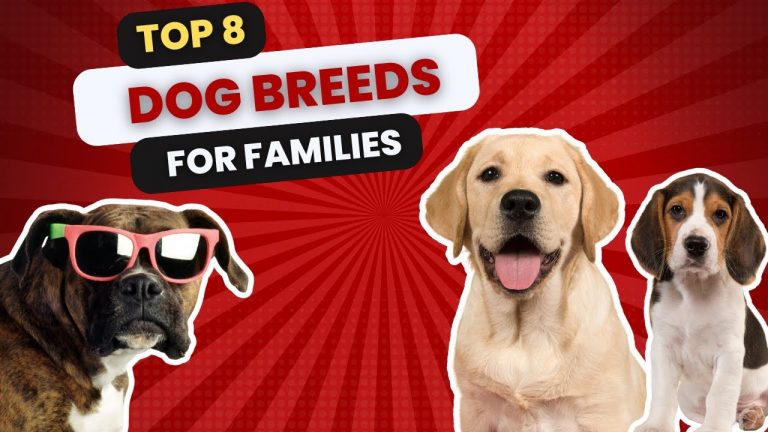 8 of the Best Dog Breeds for Families with kids & Some Considerations