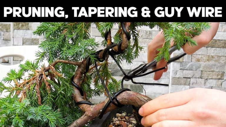 Squamata Juniper Cascade Bonsai – Trunk Tapering & Wiring Techniques